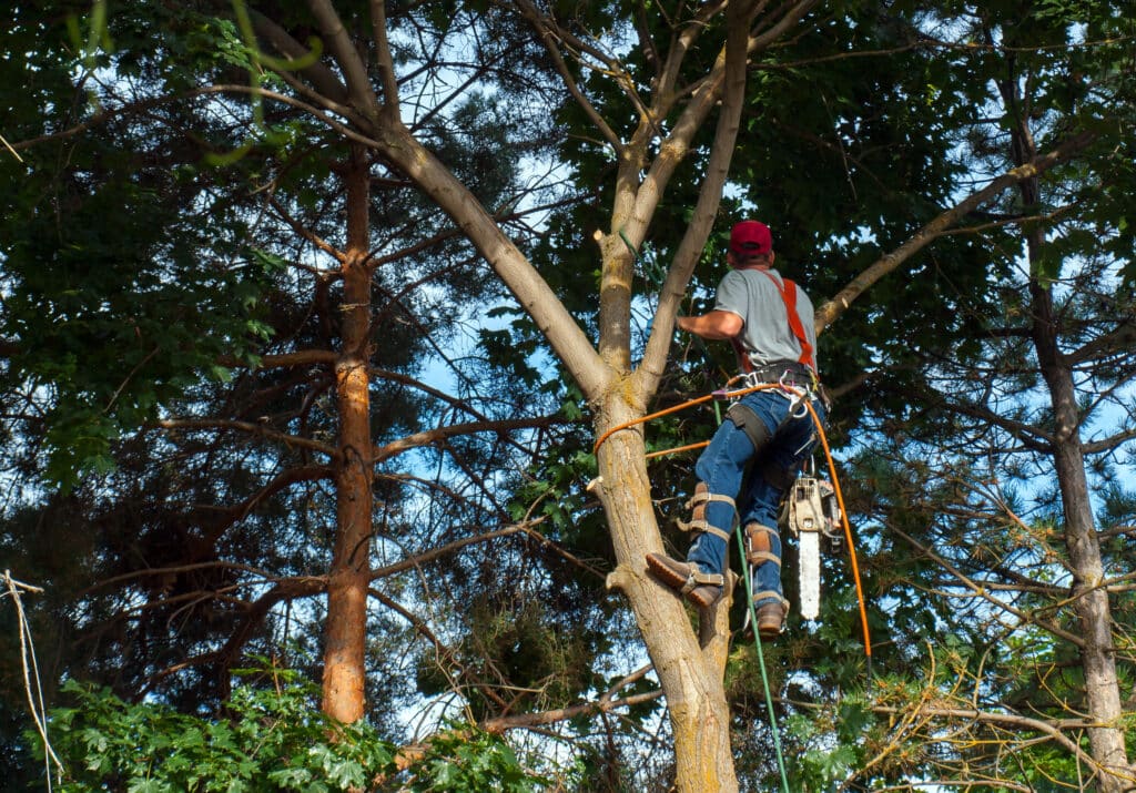UTAH PRUNING TIPS FOR SHRUBS AND TREES